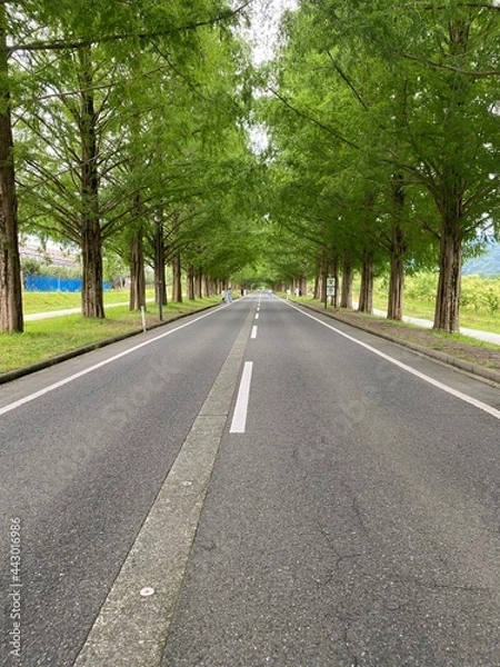 Fototapeta Metasequoia