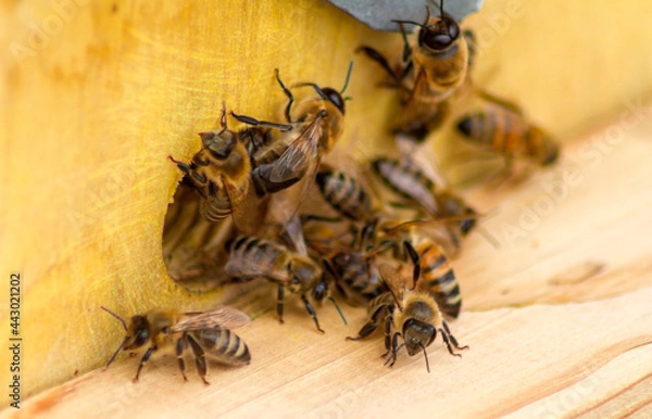 Fototapeta Bees near the hive