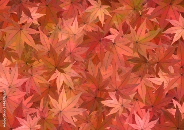Fototapeta 楓の葉で埋まった背景イラスト