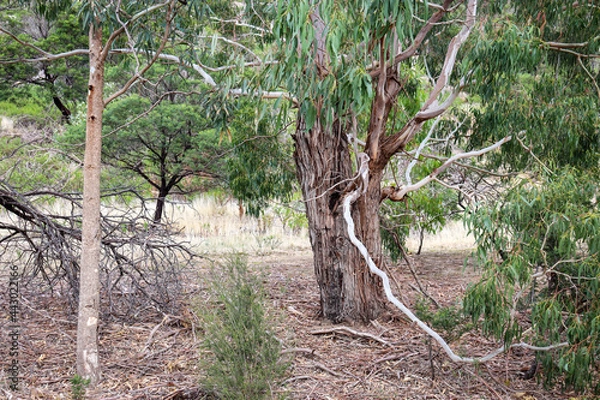 Obraz wilderness bush landscape