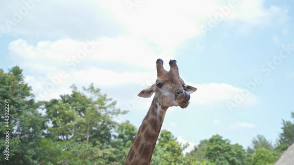 Fototapeta close up portrait giraffe in tropical zoo eating food from visitor tourism. feeding animal food. giraffe head shot, chewing food on sunny day.