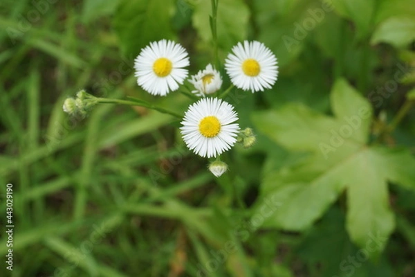 Obraz 綺麗に美しく咲く、強く生きる可愛い白い小花たち