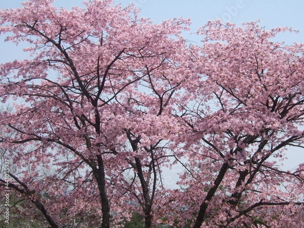 Fototapeta 桜