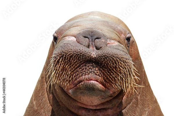 Obraz walrus head isolated over white