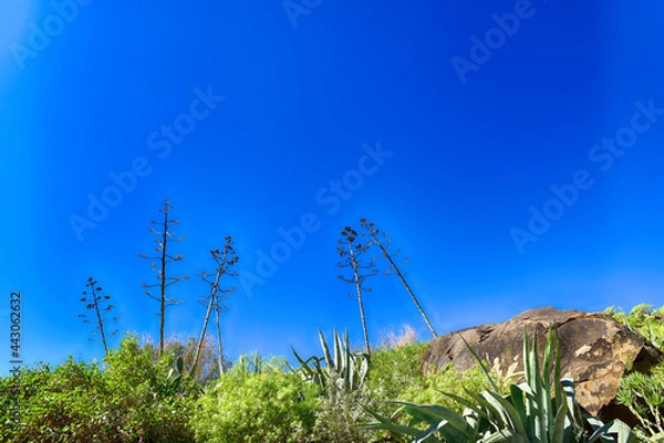 Obraz grass and blue sky