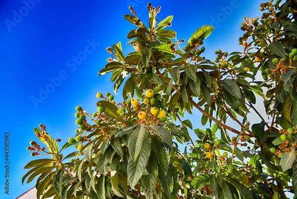 Fototapeta orange tree with blue sky