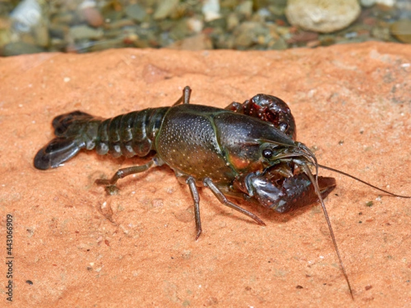 Fototapeta Red Swamp Crayfish. Procambarus clarkii