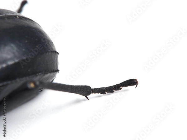 Obraz Black beetle. Morica planata.
