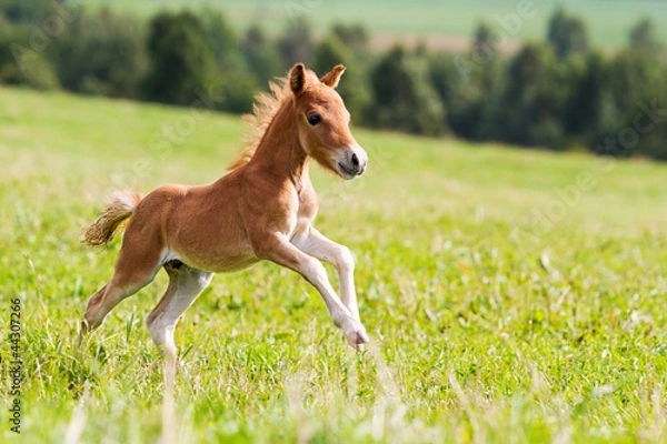 Obraz mini konik Falabella