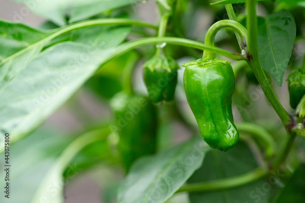 Fototapeta 実るピーマン