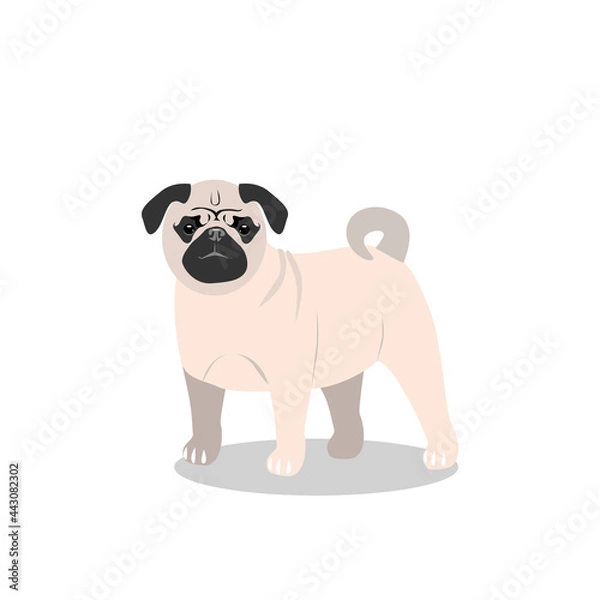 Fototapeta A small beige dog of the pug breed, isolated on a white background. Favorite pets