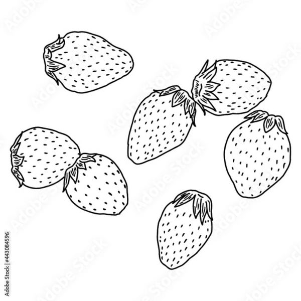 Fototapeta シンプル手書きのいちご
いちごの集まり