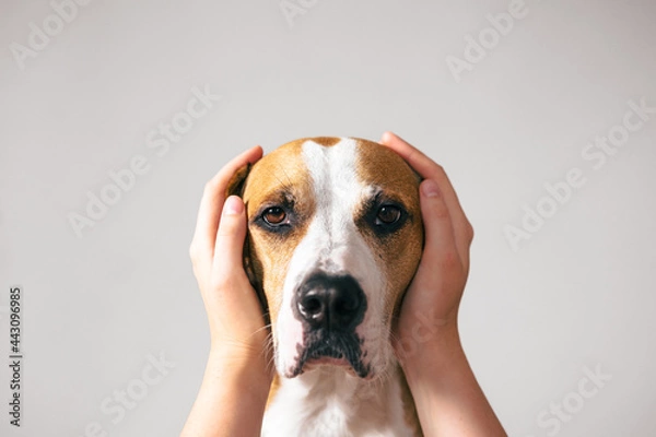Fototapeta Portrait of a dog with ears covered up with human hands. Scared, frightened pets on holidays and July 4th