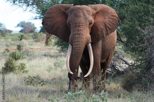 Fototapeta Elefant 2