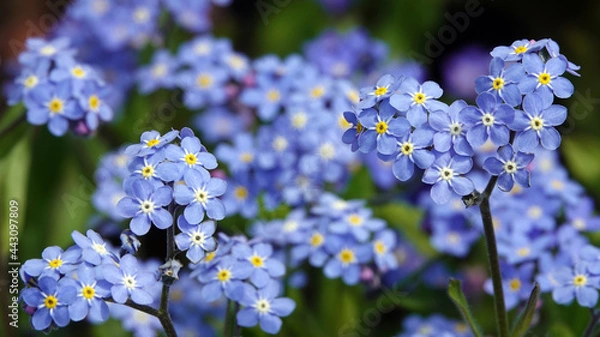 Obraz Flowers "Forget-me-not marsh" with blue flowers