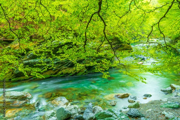 Obraz 奥祖谷二重かずら橋の新緑と清流　徳島