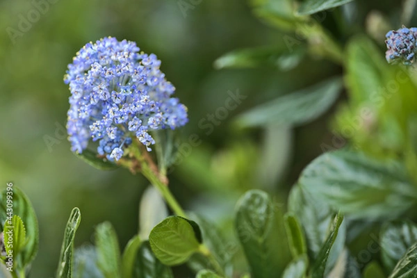 Fototapeta Beautiful closeup view of single spring branch of California Lilac (Ceanothus Victoria) with cluster of light blue blossoms, Ballinteer, Dublin, Ireland. Soft and selective focus