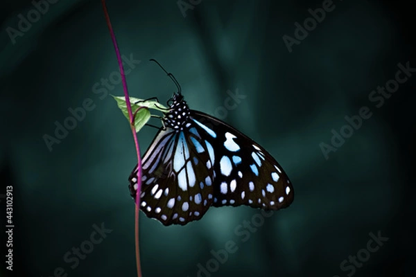 Obraz Blue Tiger Butterfly On A Leaf