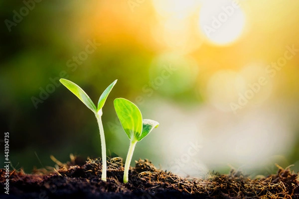 Fototapeta green sprout in the morning light