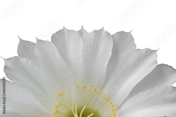 Obraz Half white flower. White background