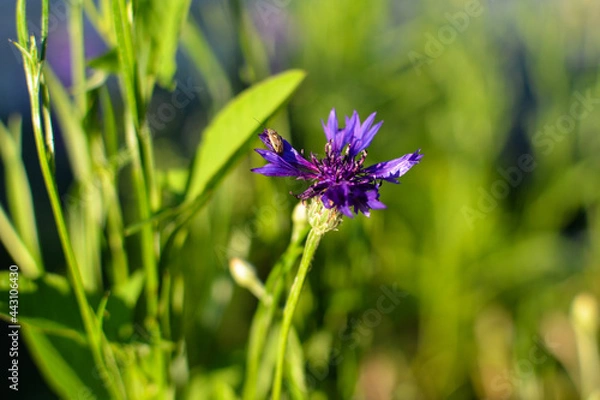Obraz Insect and blue flower