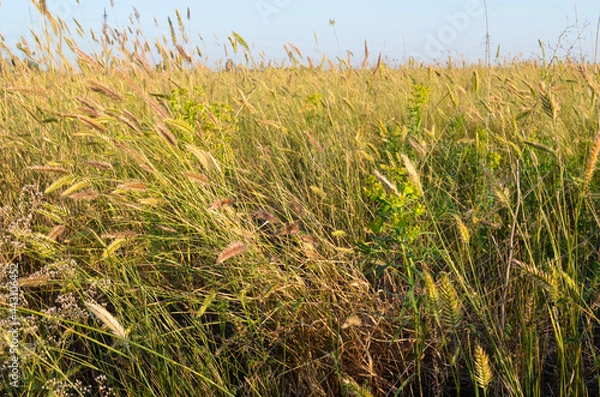 Obraz Steppe grass and sky