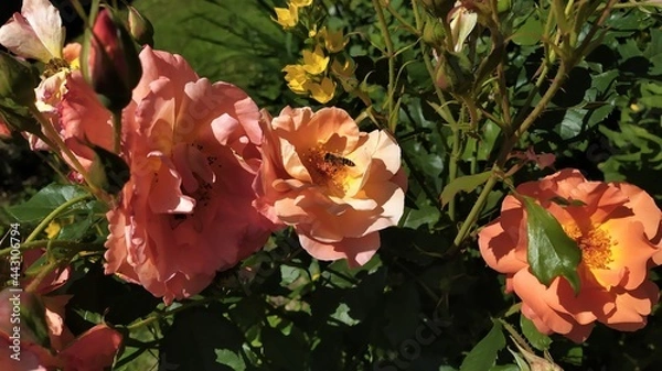 Obraz red and yellow rose