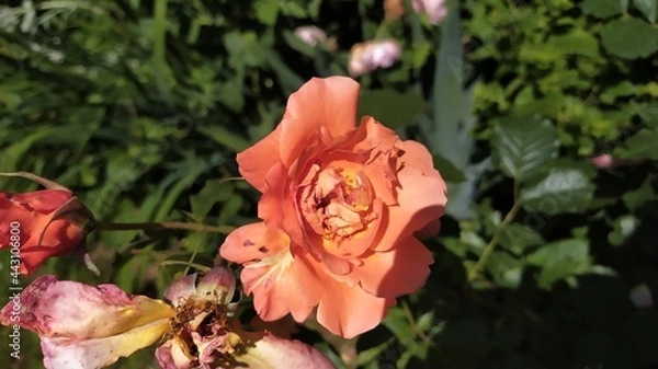 Obraz red rose in garden