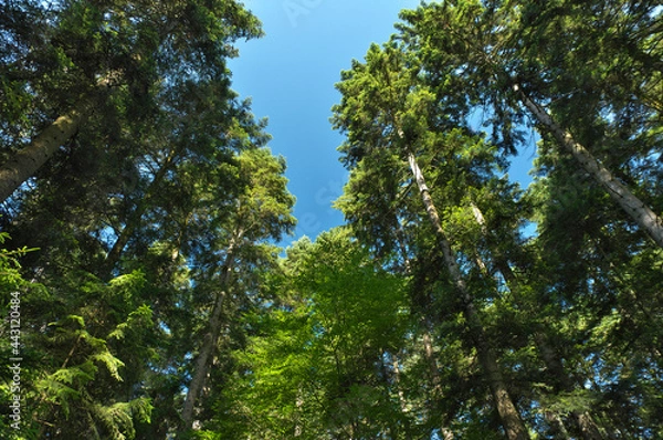 Obraz blauer himmel im wald
