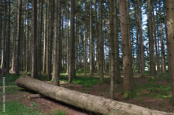 Obraz sonnenlicht im wald