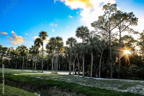 Obraz Sunset on the golf course and a banyan tree