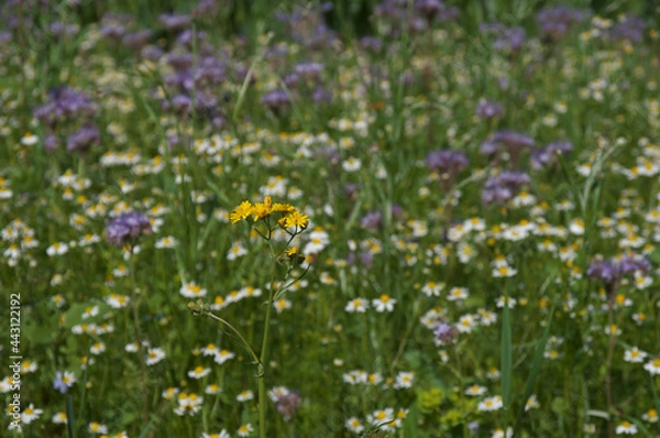 Obraz sommer, sonne, blumenwiese