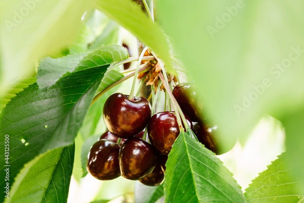 Obraz red cherries 