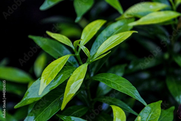 Fototapeta green leaves background