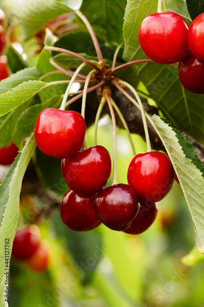 Obraz cherries on the tree