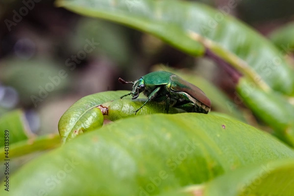 Fototapeta green shield bug