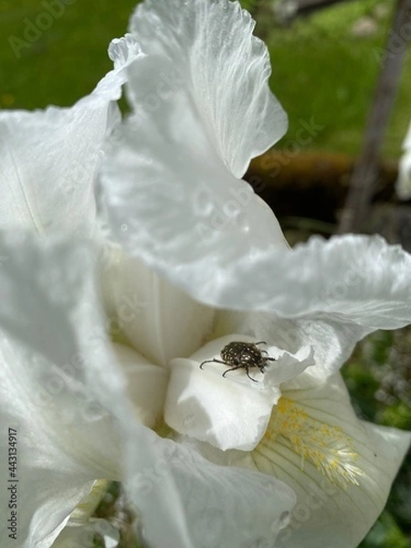 Obraz Insect on flower
