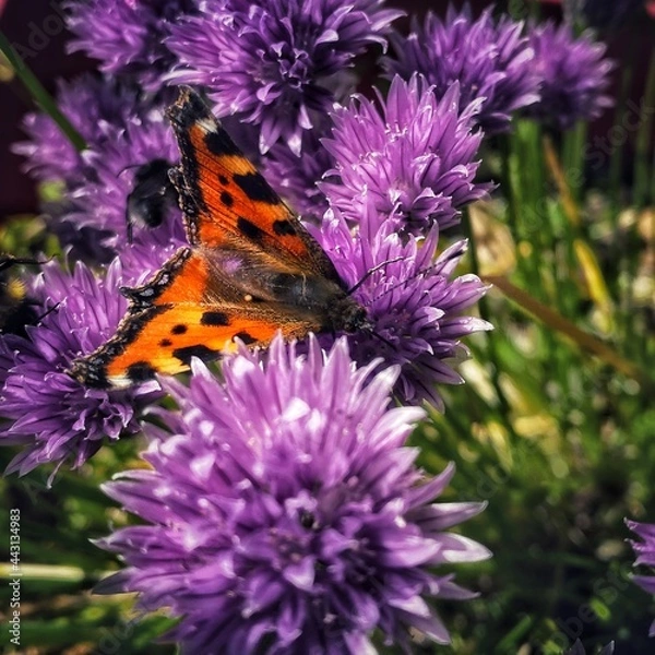 Obraz butterfly on flower