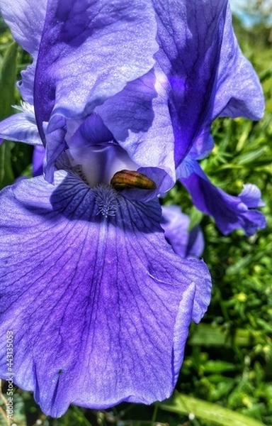 Obraz purple iris flower