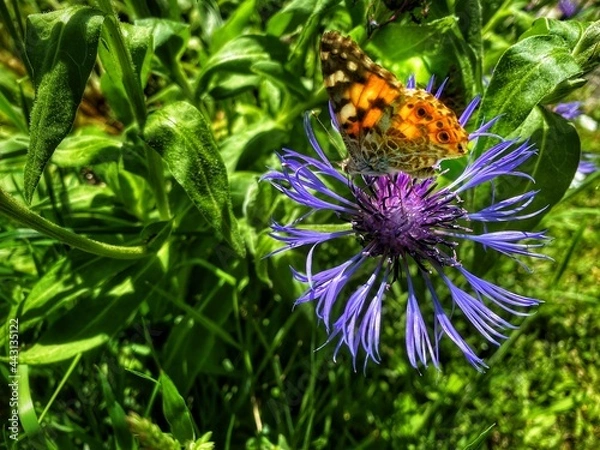 Obraz butterfly on a flower