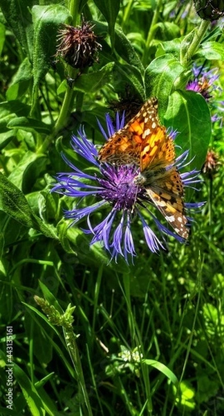 Obraz butterfly on flower