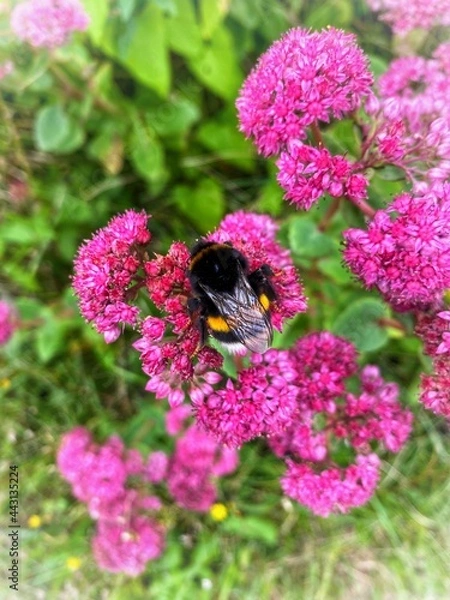 Obraz bee on pink flower
