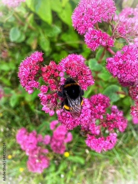 Obraz bee on pink flowers