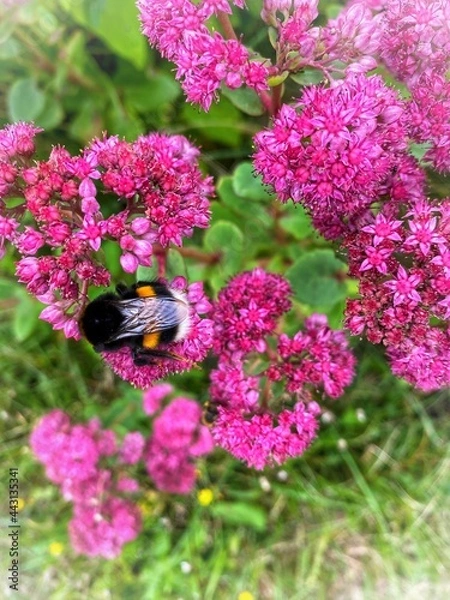 Obraz bee on pink flowers
