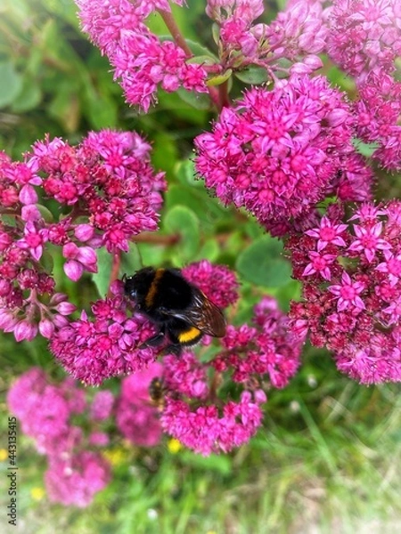 Obraz bee on pink flower
