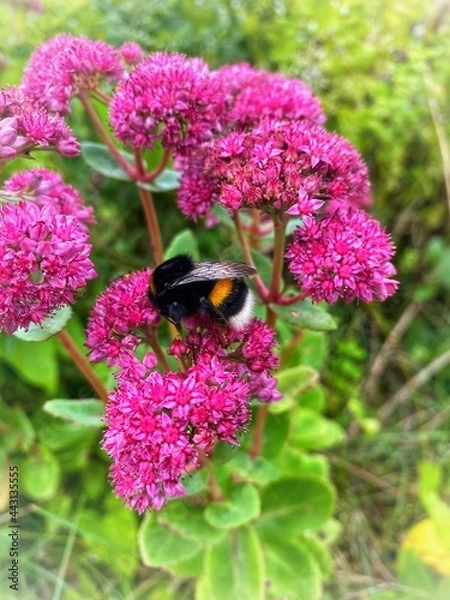 Obraz bee on pink flower