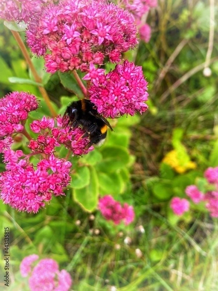 Obraz bee on pink flowers