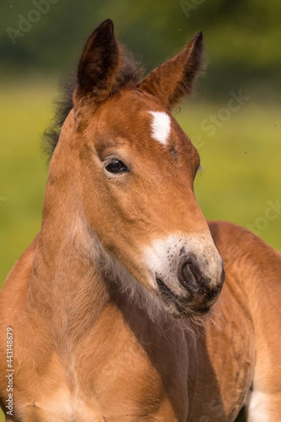 Fototapeta Kaltblutfohlenportrait