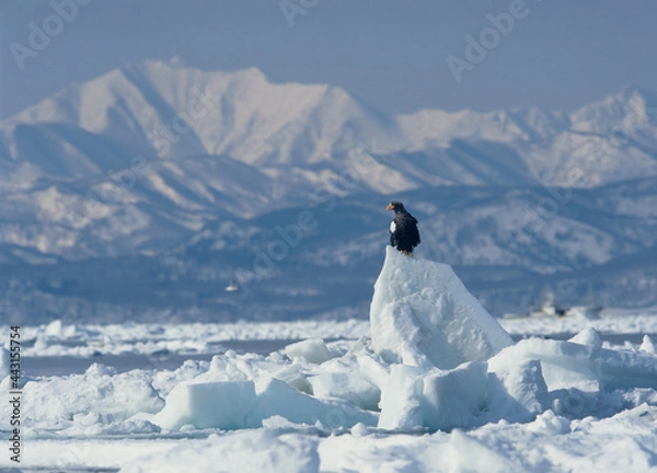 Obraz 流氷上のオオワシ（北海道・知床）
