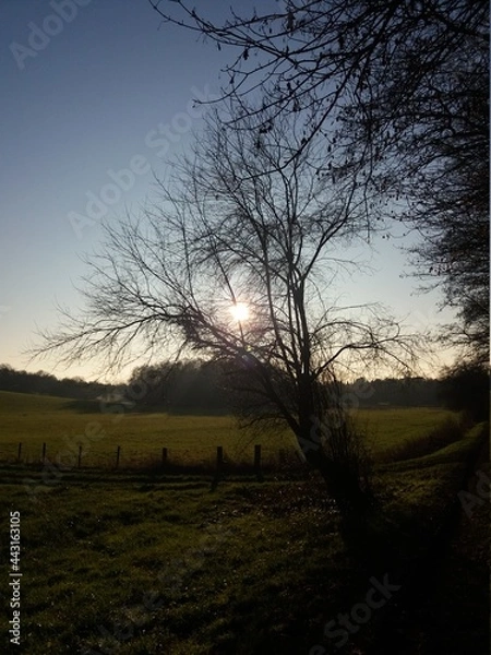 Obraz Sol atrás dos galhos